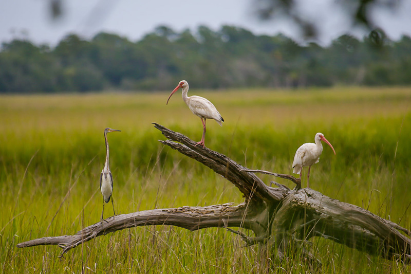 marshland