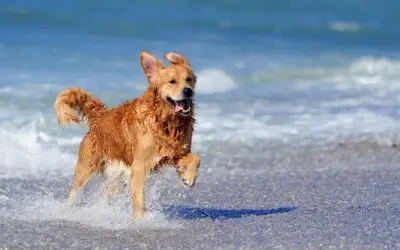 Top 5 Dog-Friendly Beaches South Carolina