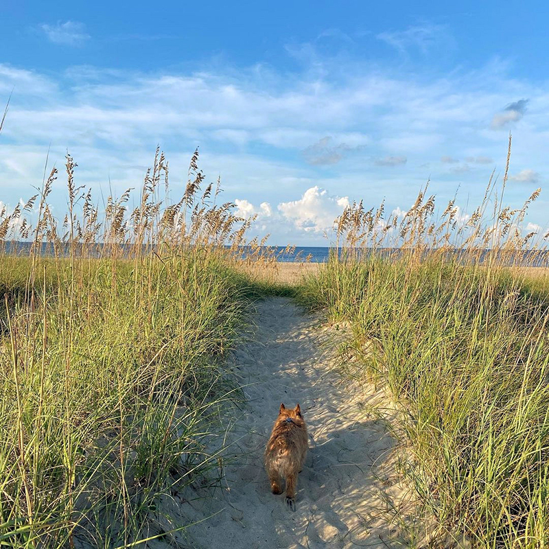 dog on the beach