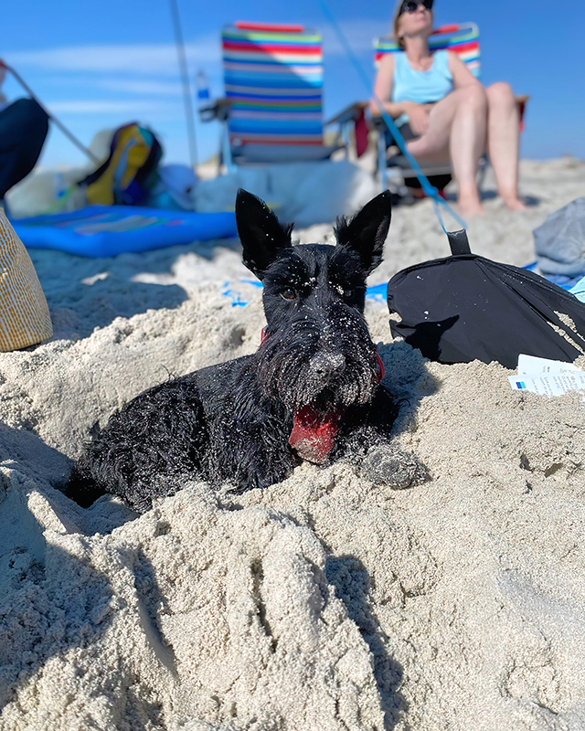 dog laying on the beach