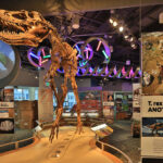 Top Dinosaur Museums In NC and SC