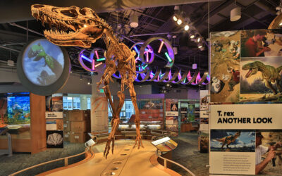 Top Dinosaur Museums In NC and SC