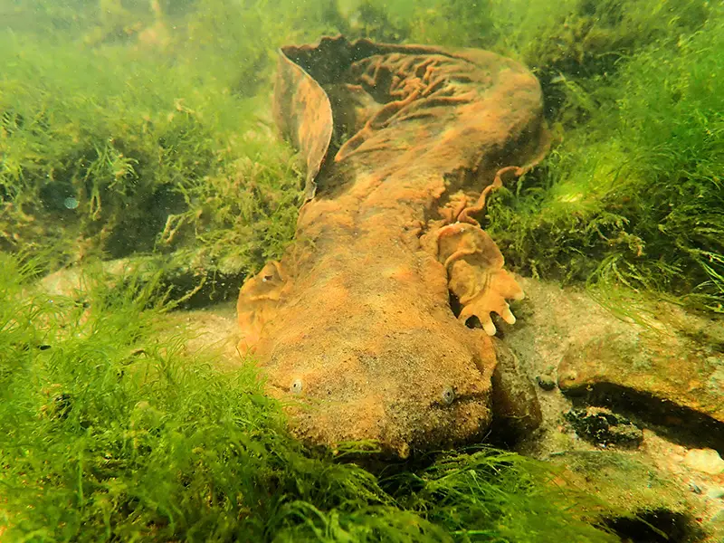 a hellbender crawling on the bottom of a river