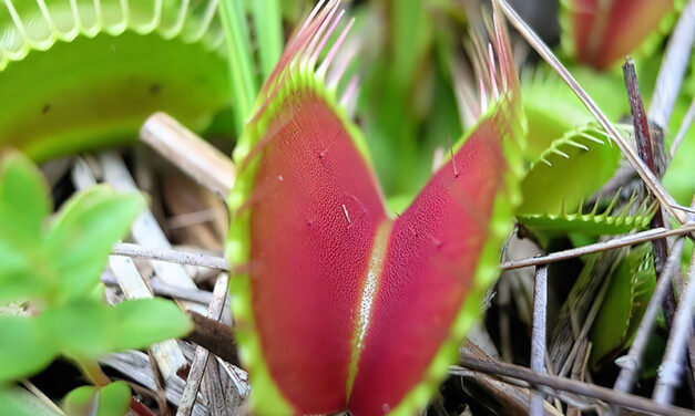 Take a walk with carnivorous plants