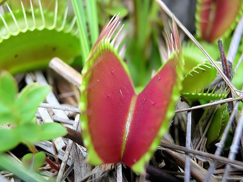 close up shot of a Venus flytrap