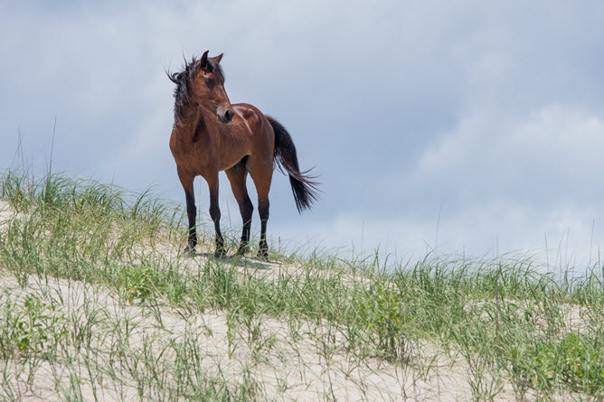 wild horse on Outer Banks