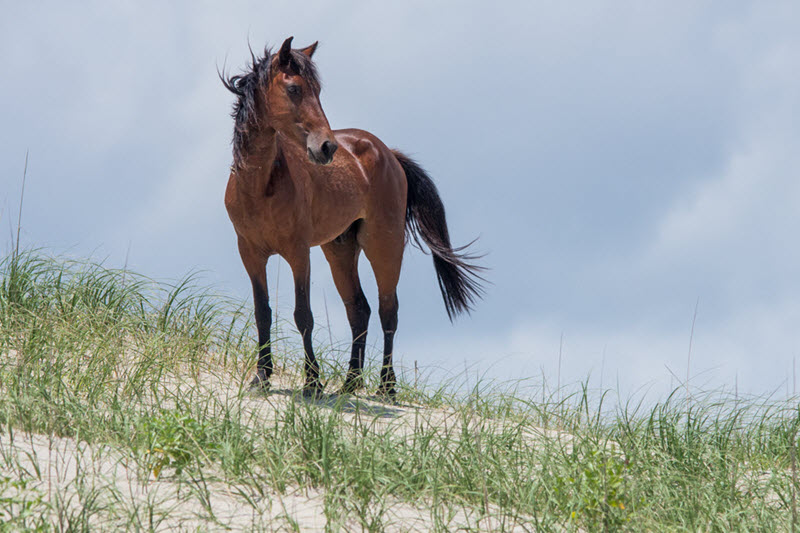 Wild horse on a sand dune in the Outer Banks