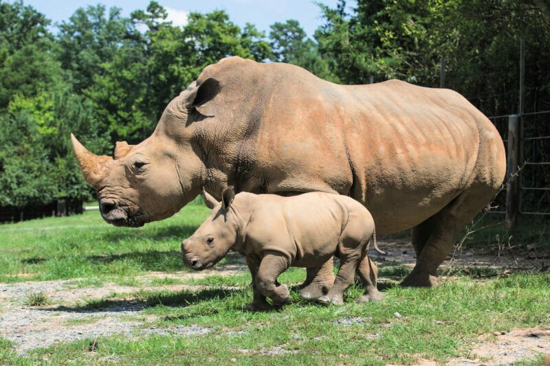 Mother and baby rhinoceros at Asheboro Zoo