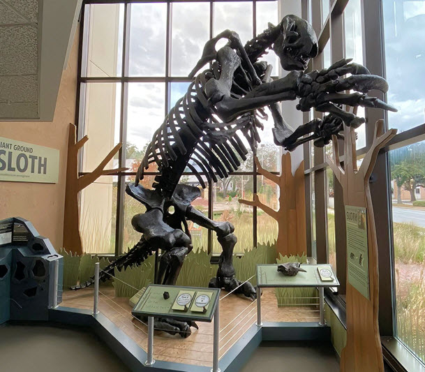 A giant ground sloth exhibit at the Cape Fear Museum in Wilmington, NC