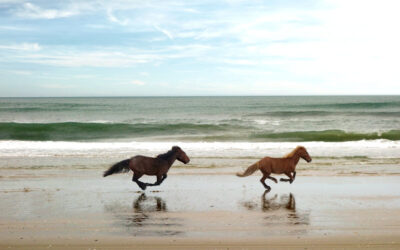 Exploring the Northern Outer Banks
