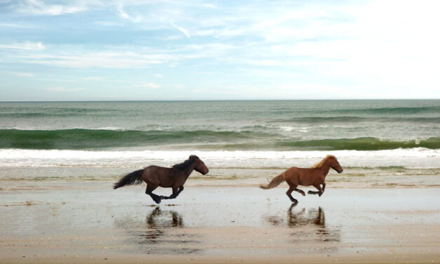 Exploring the Northern Outer Banks
