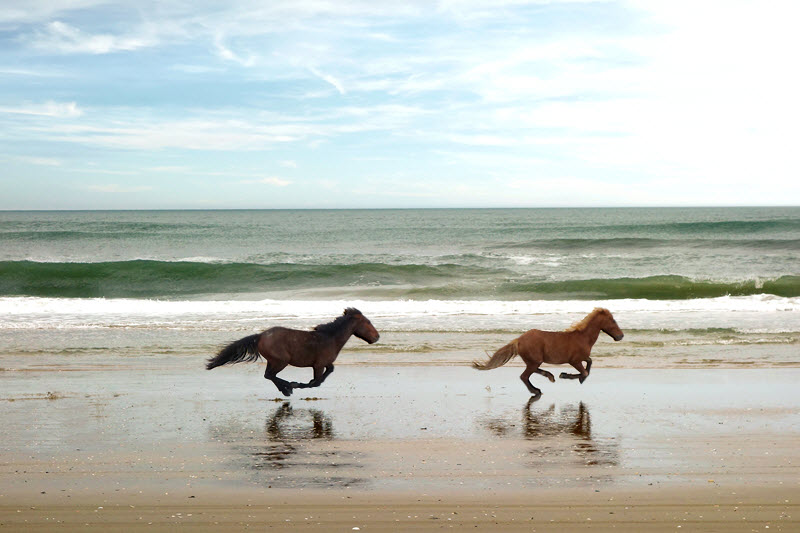 Two wild horses run on the beach near Corolla, NC