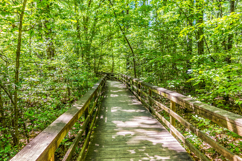 A best hiking trail in South Carolina. the boardwalk at Congaree National Park