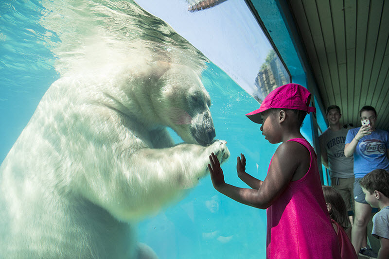 A polar bear greets a child through the glass at the North Carolina Zoo.