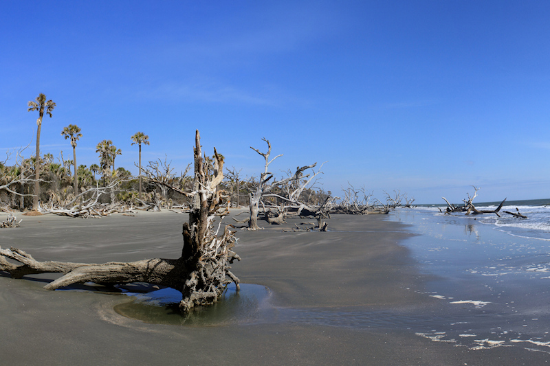 Bull Island is one of the best winter hikes in the Carolinas