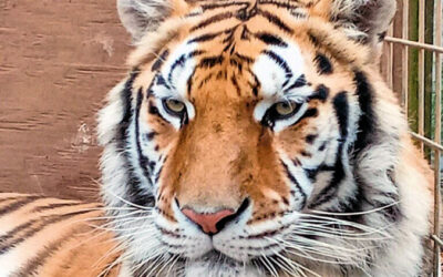 Adventures in the Carolinas: A Tiger Encounter, a Jurassic Giveaway, and the Largest Antique Mall in the South