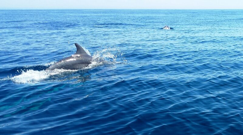 Myrtle Beach dolphin cruise, one of the best things to do in Myrtle Beach