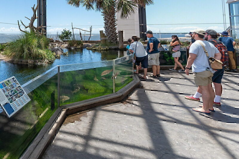 Visiting the SC Aquarium is one of the best things to do in Charleston SC