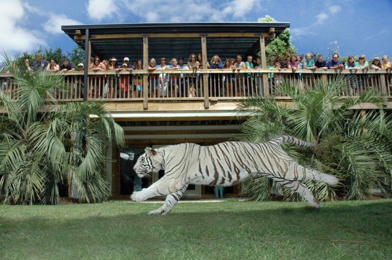 White tiger runs across the lawn at the Myrtle Beach Safari, a great place to visit on your Myrtle Beach vacation with kids.