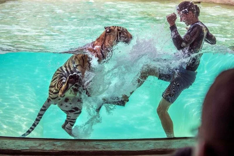 Myrtle Beach Safari tiger encounter