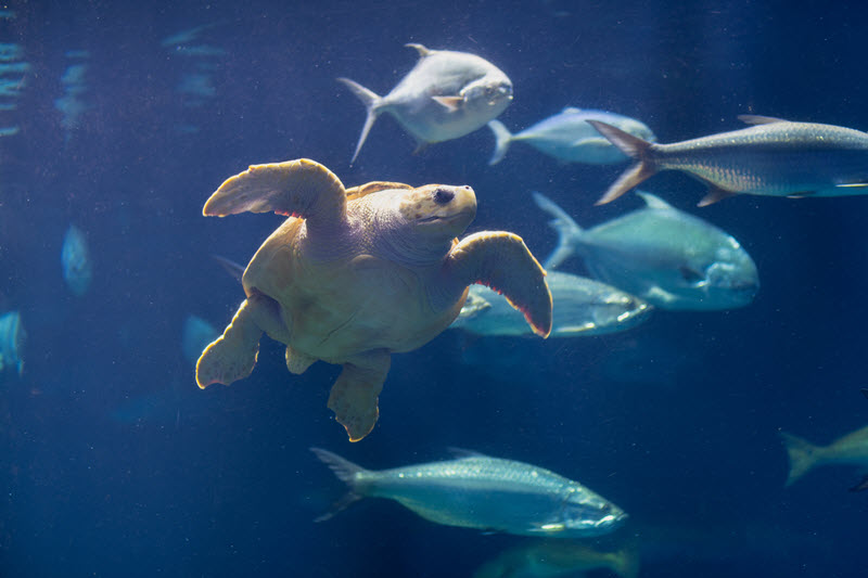 Sea turtle and fish swim in the SC Aquarium in Charleston