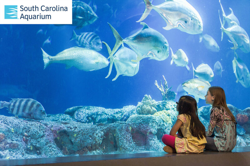 The SC Aquarium in Charleston is one of the best attractions for animal lovers.