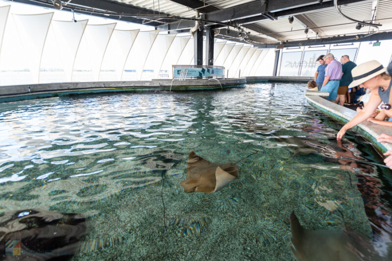 SC Aquarium touchtank