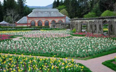 Experience The Magic Of The Biltmore Estate in Asheville, NC