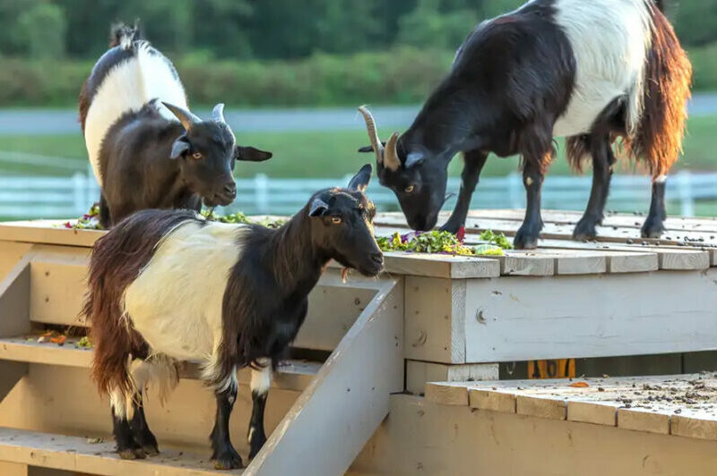 The Belted Barnyard at Fearrington Village is one of the best summer 2023 day trips in the Carolinas.