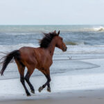 Exploring the Untamed Beauty: The Best Wild Horse Tour in Corolla