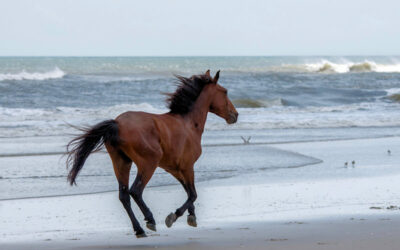 Exploring the Untamed Beauty: The Best Wild Horse Tour in Corolla