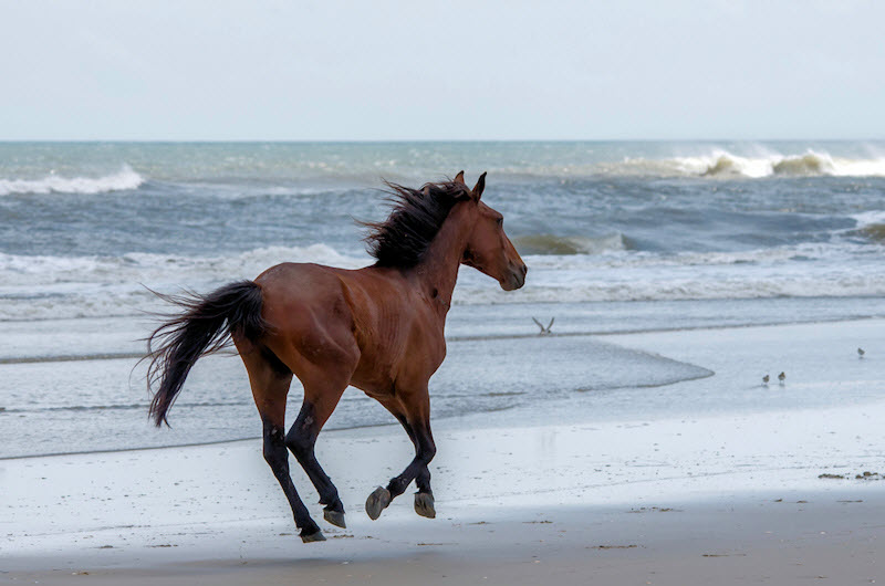 A wild horse runs on the beach in Corolla, NC