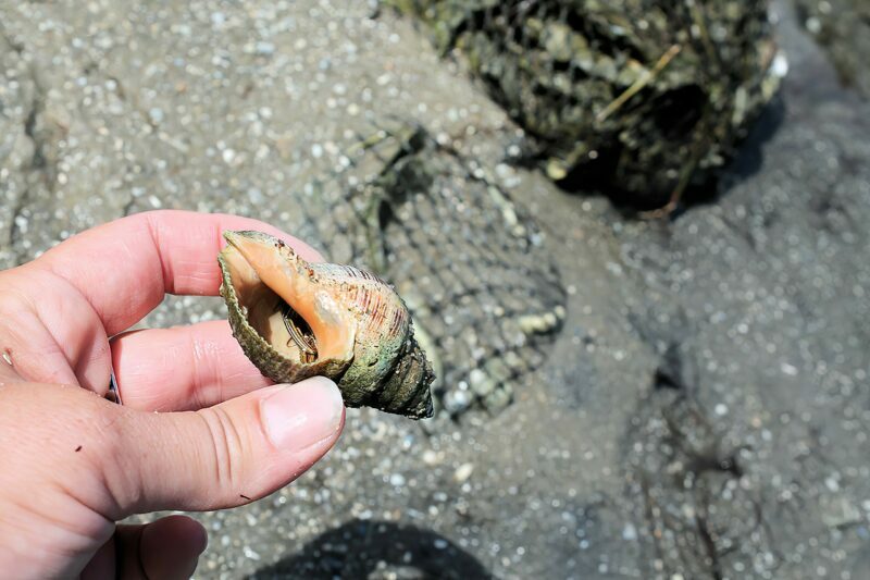 Springer's Point Nature Preserve