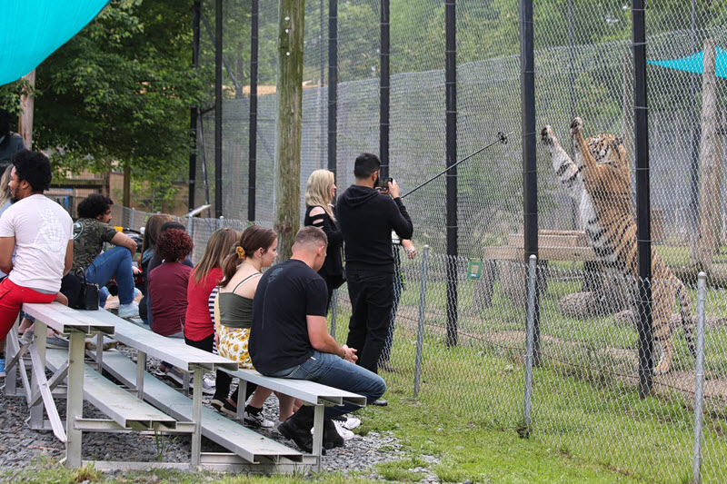 A woman feeds a tiger at Tiger World