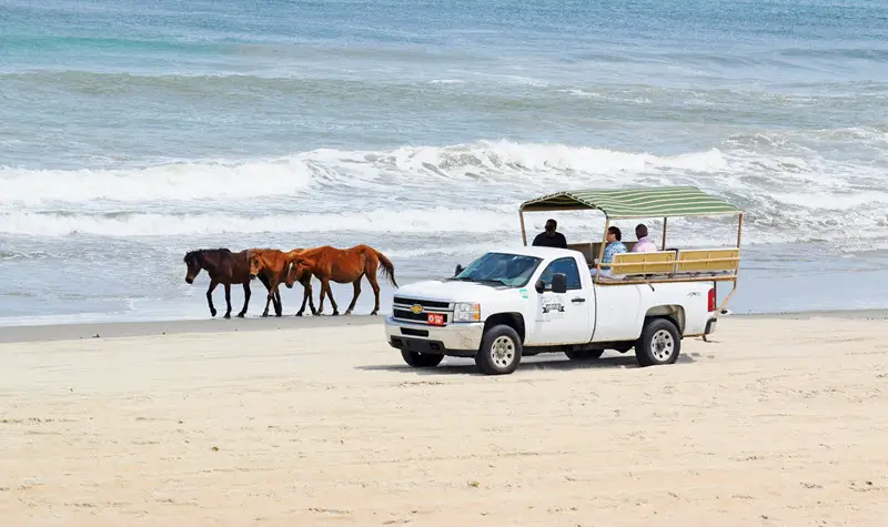 A guided tour group watches North Carolina's wild horses