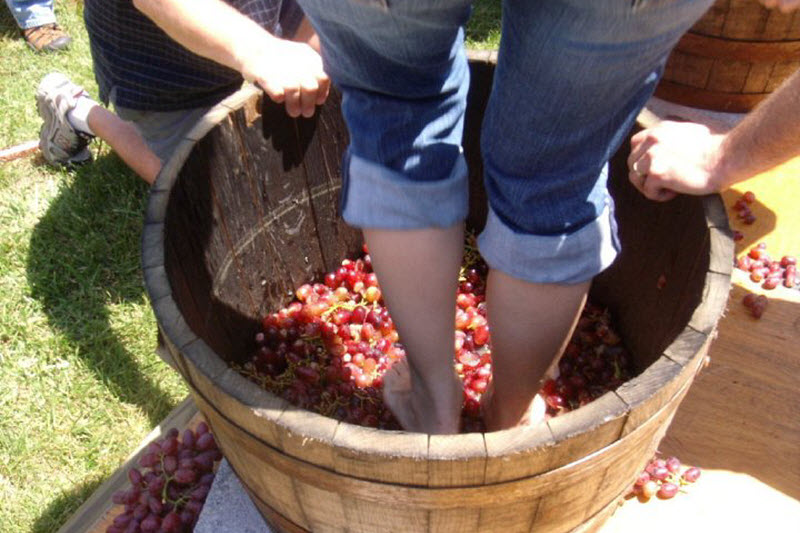 A woman stomps on a barrel of grapes