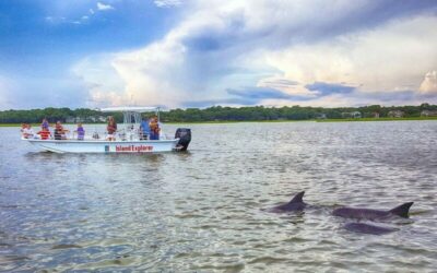 🔑 Island Explorers Brings You Up Close To Dolphin Strand Feeding
