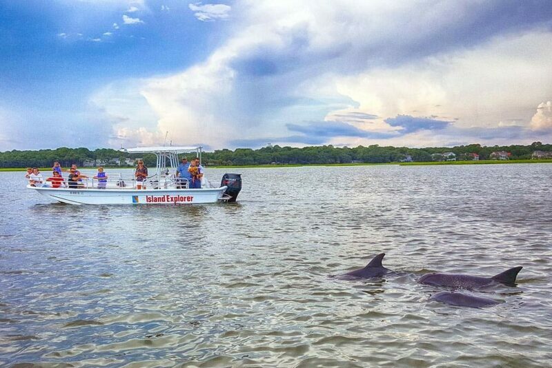 Dolphin strand feeding is a rare sight