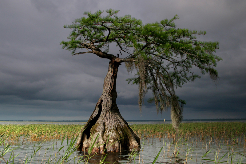 Lake Waccamaw State Park
