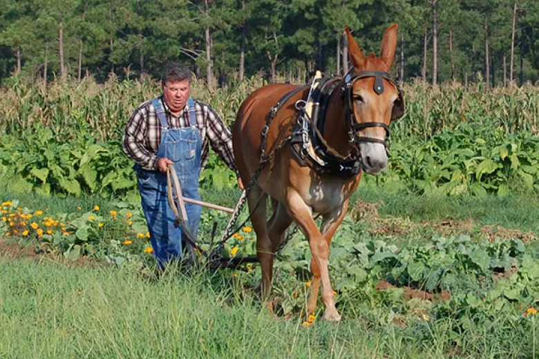 Mule pulling a plow at the L.W. Paul Living History Farm.