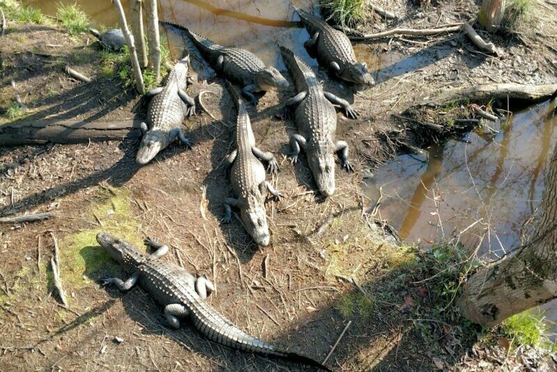 Alligators at the Shallotte River Swamp Park alligator sanctuary