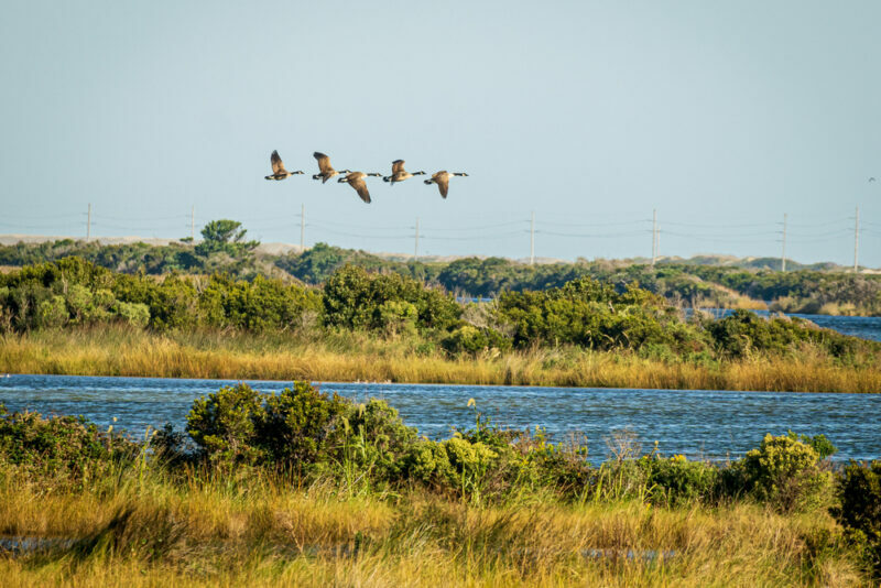 Pea Island National Wildlife Refuge