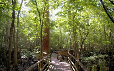 🔑 2023 Fall Day Trips: Chase Waterfalls And Go Antique Hunting In The Carolinas