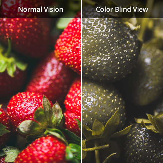 Strawberries viewed by a color blind person v. non color blindness