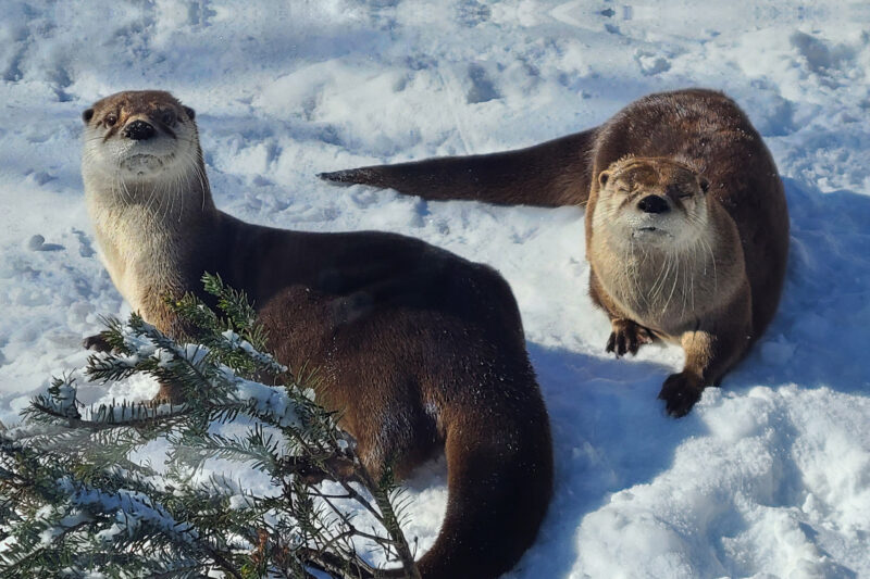 Two otters at Grandfather Mountain Wildlife Habitats