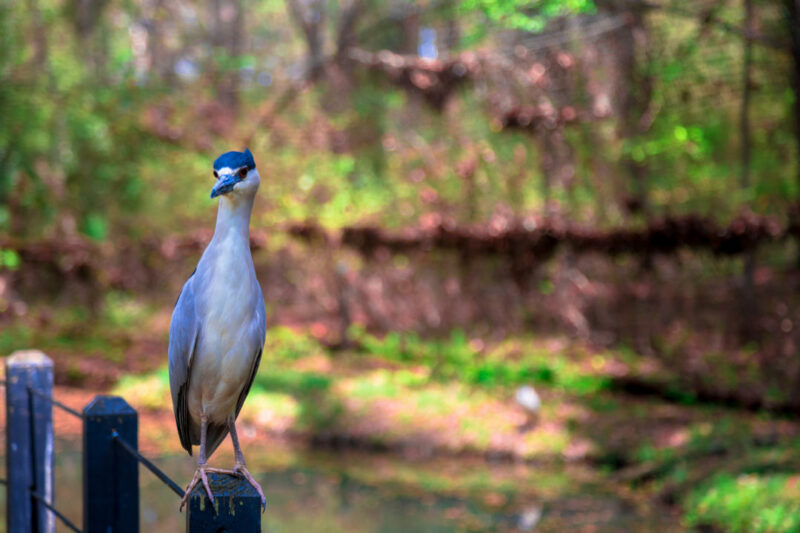 Lone bird at Brookgreen Gardens