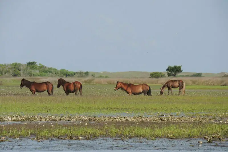 Wild horses of the Outer Banks