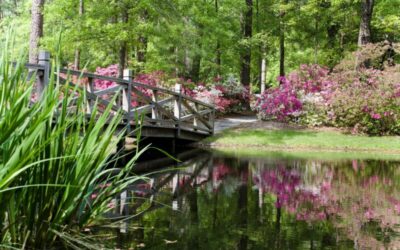 Events In The Carolinas: Spring Adventures and More