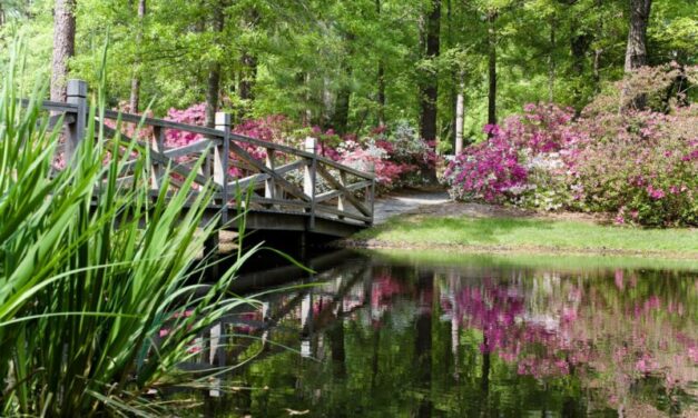 Events In The Carolinas: Spring Adventures and More