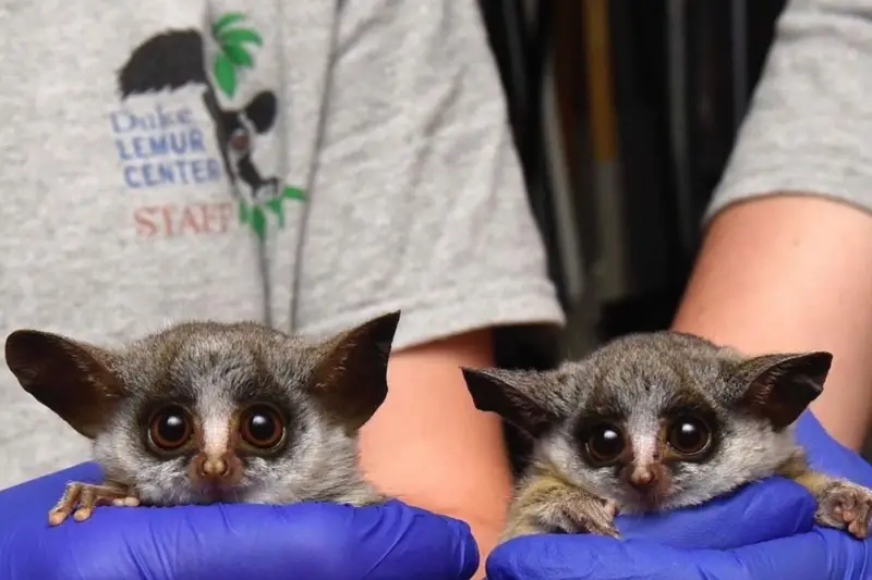 Baby lemurs -- one of the best animal encounters near me in NC